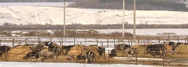 В Зеленодольском районе в крестьянском фермерском хозяйстве выявлен возбудитель бруцеллеза крупного рогатого скота