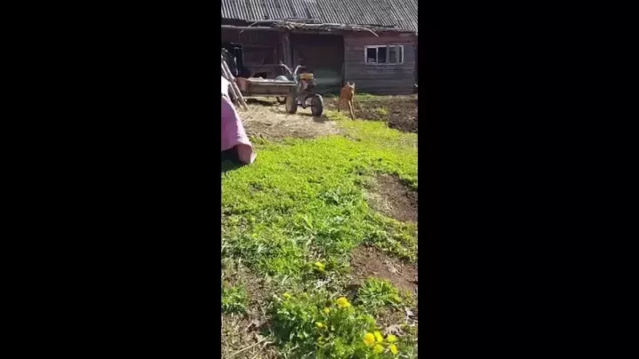 В Агрызском районе спасли двух лосят, потерявших маму
