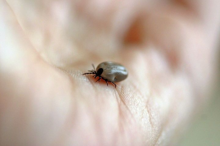 Роспотребнадзор: не забудьте привиться от клещевого энцефалита