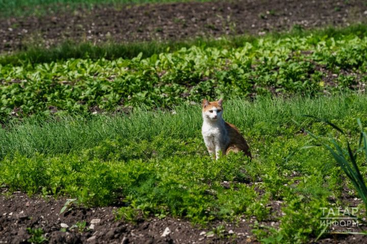 3 растения, которые скрыто вредят культурам в саду и огороде: среди них оказались и любимые всеми
