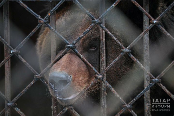 Жителей деревни Менделеевского района терроризирует медведь