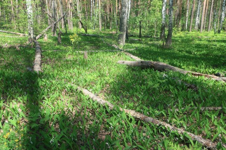 Россияне ринулись в лес за этой витаминной бомбой: готова к употреблению даже в сыром виде