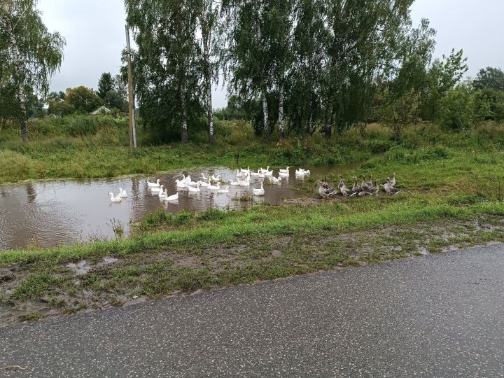 Сотрудники Зеленодольской ветлечебницы проводят объезд водоемов