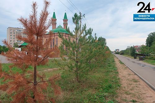 В Зеленодольске спасли сосны, высаженные на аллее Героев