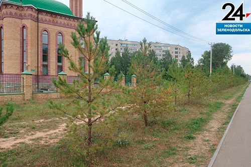 В Зеленодольске спасли сосны, высаженные на аллее Героев