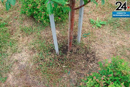 В Зеленодольске спасли сосны, высаженные на аллее Героев