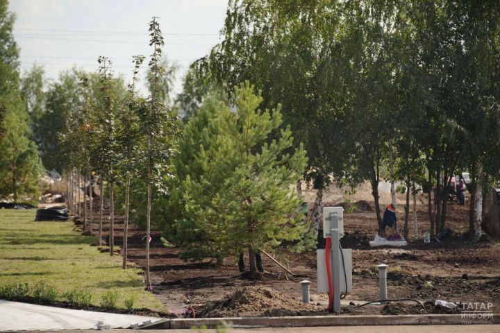 В Татарстане пройдет экологическая акция «Сохраним лес»