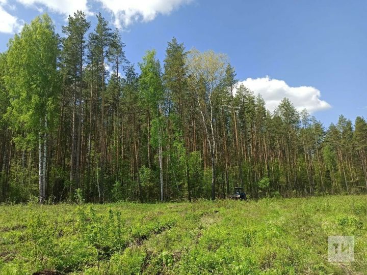 В Татарстане за год работы по воспроизводству лесов и лесоразведению проведены на площади 4,9 тыс. гектаров