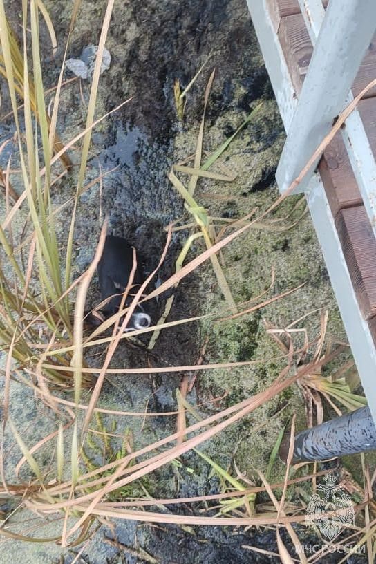 Васильевские пожарные помогли маленькой собачке выбраться из озера