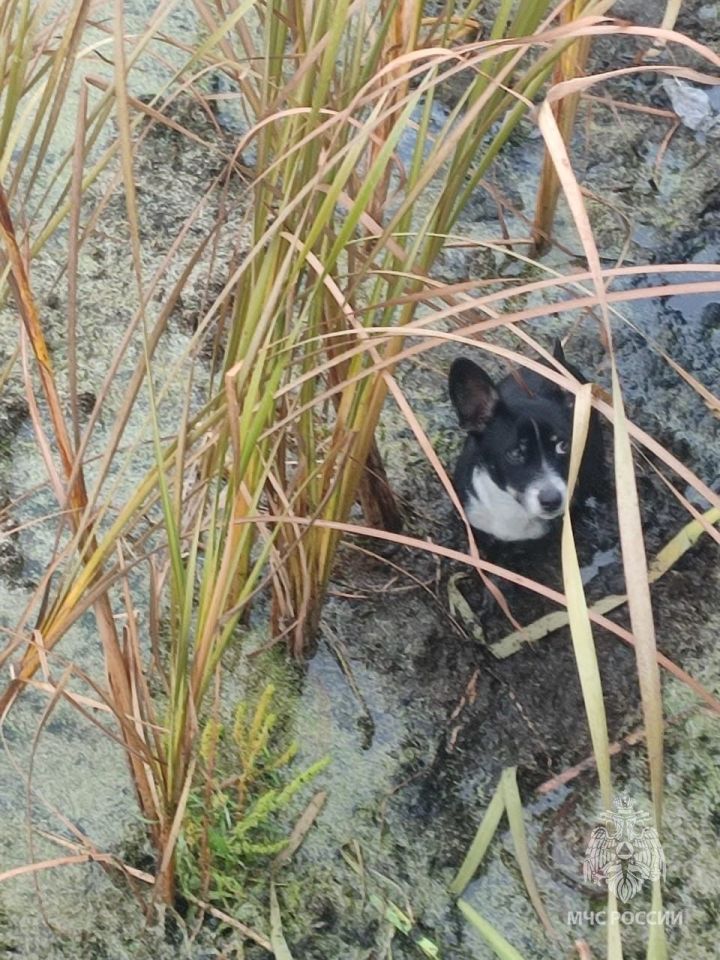 Васильевские пожарные помогли маленькой собачке выбраться из озера