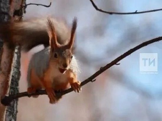 Не берите в руки ежей и белок