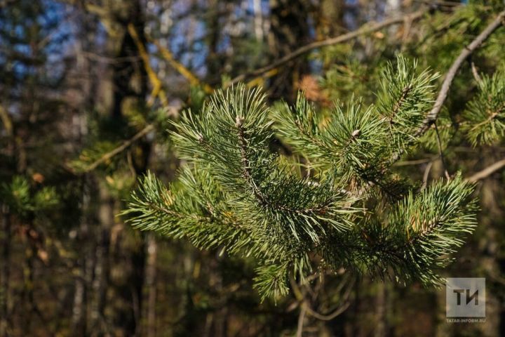 Осенью важно очистить туи от старой хвои
