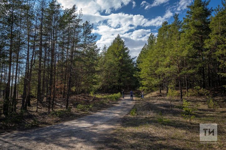 В Татарстане пройдет всероссийская акция «Сохраним лес»