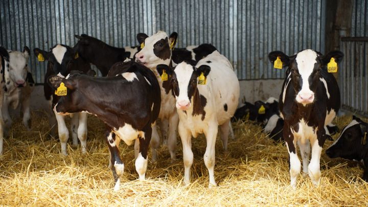 Минсельхозпрод РТ объявляет прием заявок на возмещение части затрат для ЛПХ
