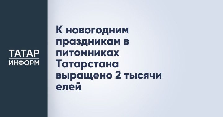 В Татарстане выращено 2 тысячи елей к новому году