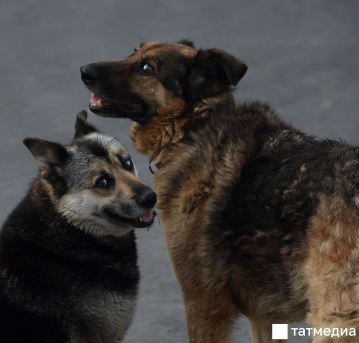 Госсовет РТ принял законопроект, регулирующий обращение с бездомными животными