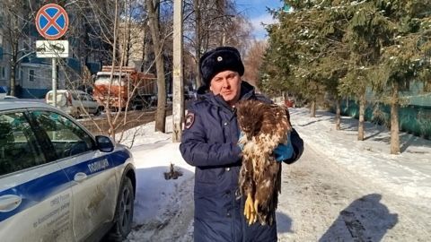 Орлан-белохвост врезался в машину ДПС. Редкую птицу отправили на реабилитацию в Зеленодольский район