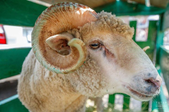 Во сколько обойдется покупка барана или коровы в Татарстане на Курбан-байрам?