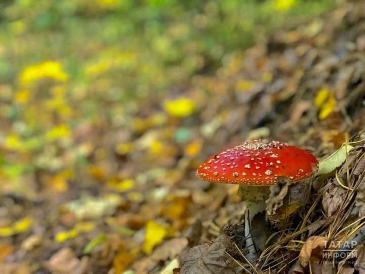 Грибникам нужно быть осторожнее: за сбор этих грибов придется заплатить штраф вплоть до миллиона