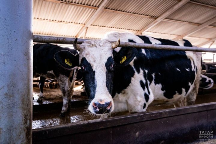 За шесть лет количество фермерских хозяйств в Татарстане уменьшилось на 295