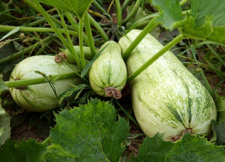Как выбирать сорта кабачков