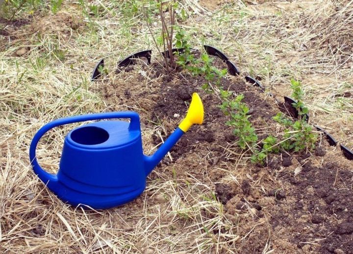 Как правильно полоть грядки и избавиться от сорняков в саду