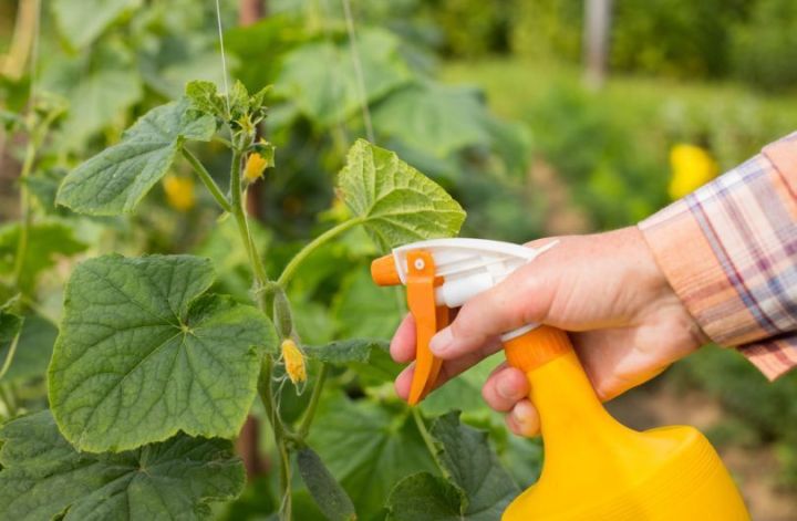 Почему скручиваются листья у помидоров и как бороться с мучнистой росой на огурцах?