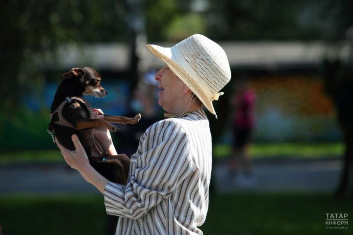 С июля в Татарстане начнут штрафовать за незарегистрированных собак