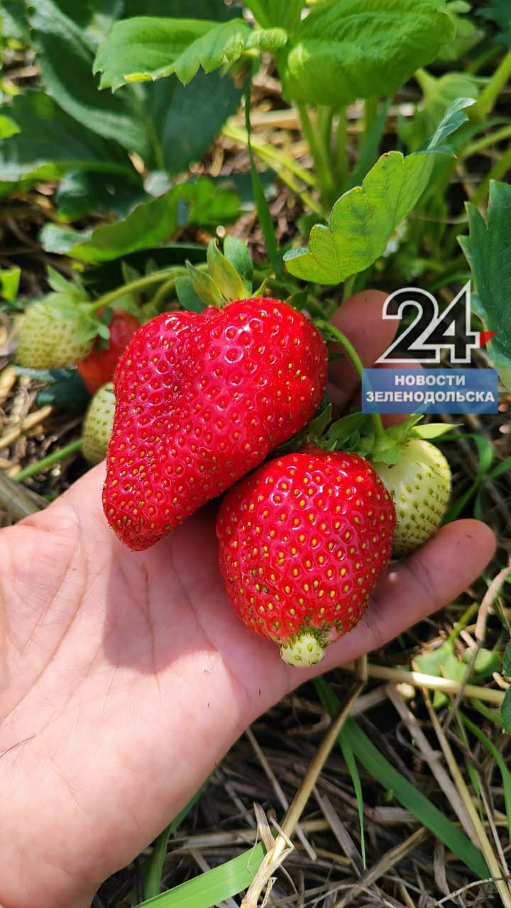 Как спасти клубнику от затяжных дождей