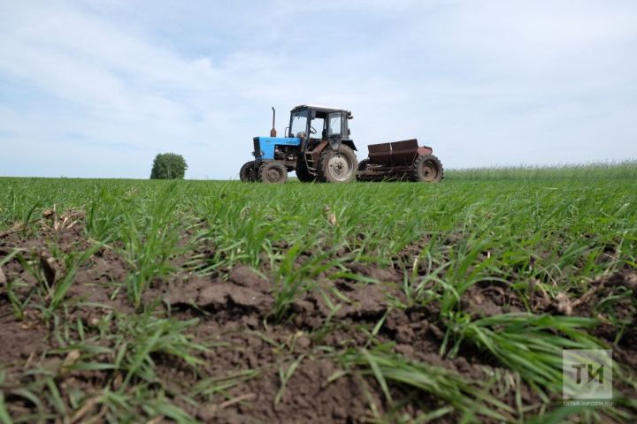 В Россельхозцентре Татарстана пояснили, как бороться с болезнями яровых зерновых культур и сохранить урожай