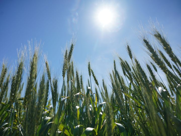 Как бороться с болезнями яровых зерновых культур и сохранить урожай