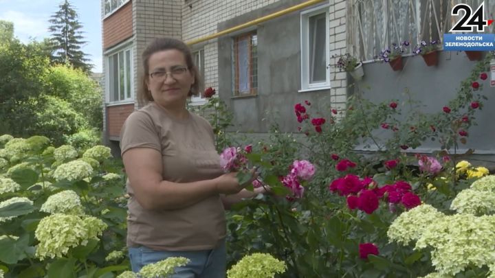 В зеленодольском дворе дома 62А по улице Карла Маркса появился настоящий розарий