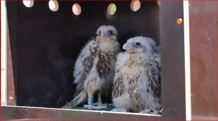 Минниханов предложил подписчикам выбрать имена птенцам балобана