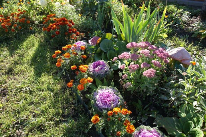 Почему увядают растения: агроном Михаил Воробьев дал ответ