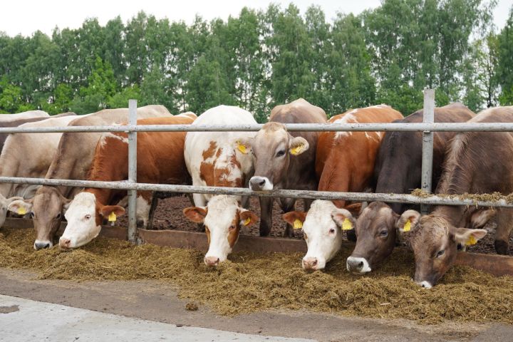 Минсельхозпрод РТ объявляет о начале приема заявок на предоставление гранта «Агростартап»