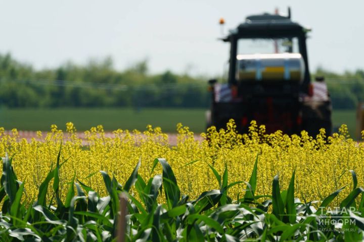 Россельхозцентр Татарстана: борьба с капустной молью и крестоцветными блошками в посевах ярового рапса