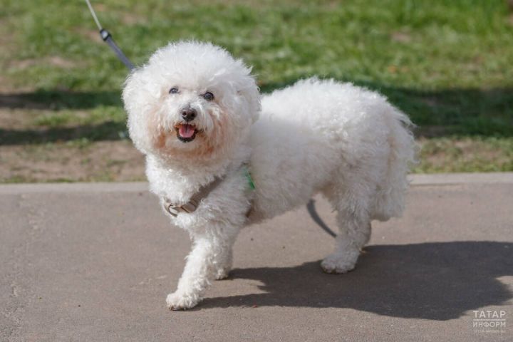 В России рассматривают новый законопроект об увеличении штрафов за ненадлежащее содержание животных