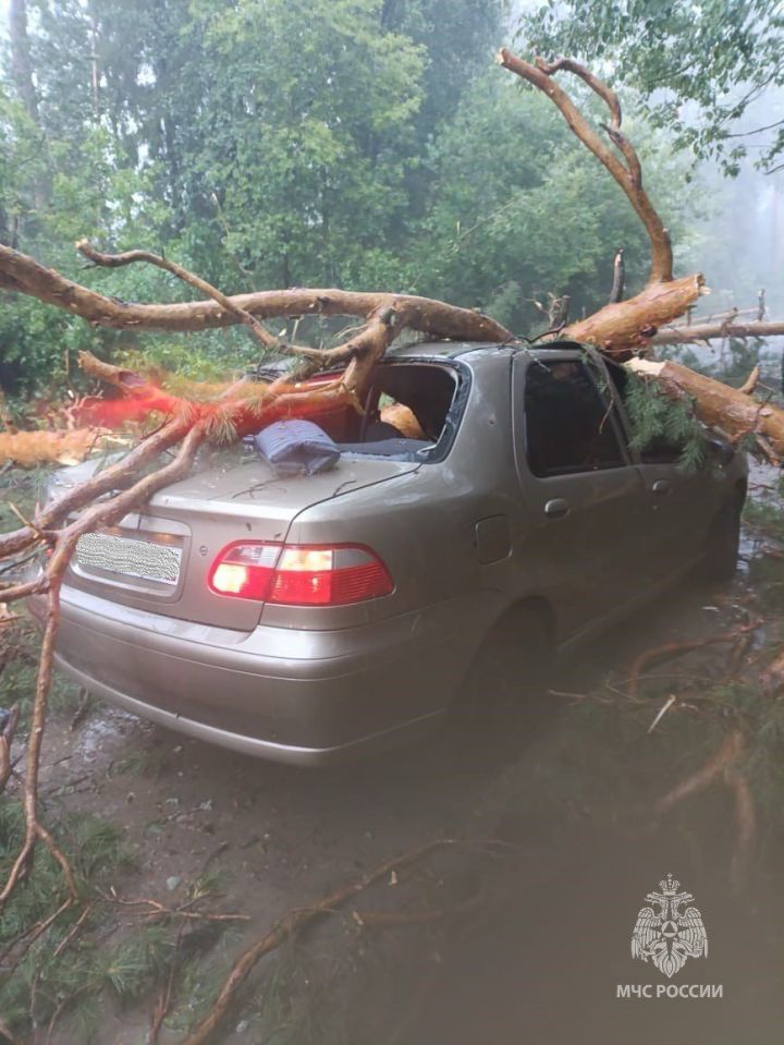 В Раифе упавшие из-за ураганного ветра деревья повредили два автомобиля