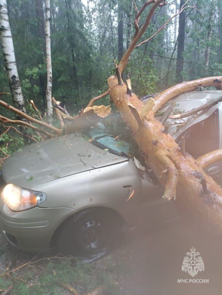 В Раифе упавшие из-за ураганного ветра деревья повредили два автомобиля
