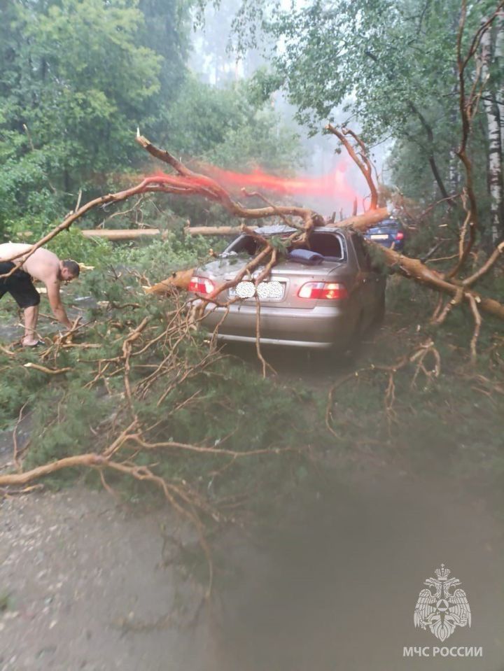 В Раифе упавшие из-за ураганного ветра деревья повредили два автомобиля
