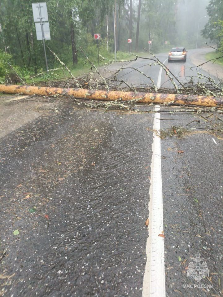 В Раифе упавшие из-за ураганного ветра деревья повредили два автомобиля