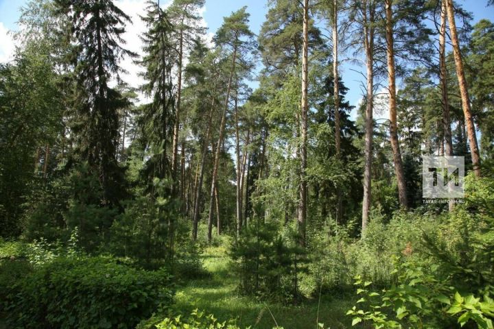В Татарстане определены районы-лидеры по уходу за лесными насаждениями