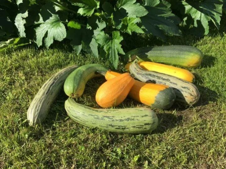 Кабачки: какие листья оборвать