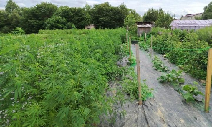 В Татарстане полицейские обнаружили у пенсионера конопляную ферму