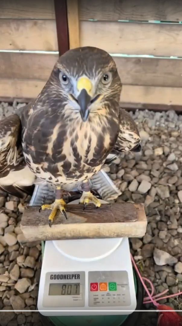 Региональный оператор «УК ПЖКХ», занимающийся вывозом и утилизацией отходов, «нанял» в свой штат необычных сотрудников