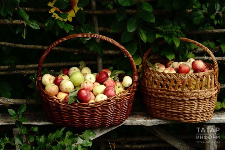 Совет от бренд-шефа: какие яблоки выбрать для выпечки