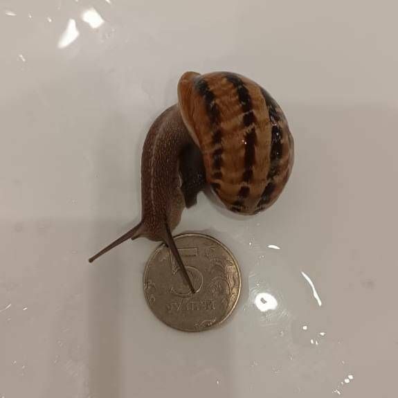 В Высокогорском районе Татарстана начали разводить улиток на продажу