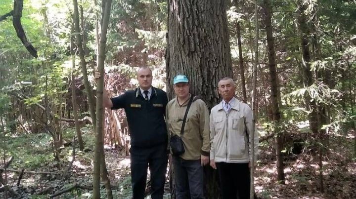 В Татарстане стартовал сбор семян дуба черешчатого в рамках экологической инициативы