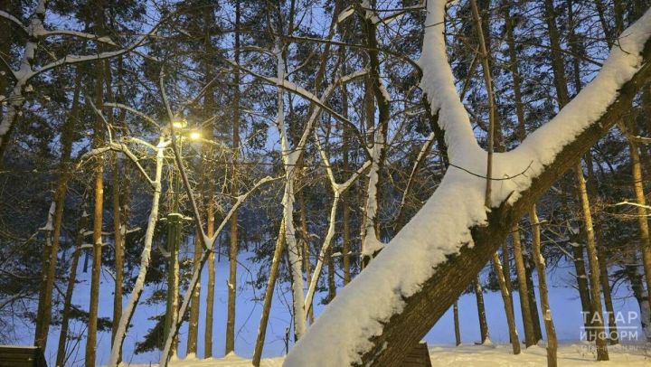 Татарстан нарастит финансирование проекта «Сохранение лесов» до 160,8 млн рублей