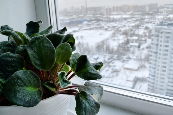 Флорист Елизавета Ястова рассказала, как не засушить комнатные растения зимой